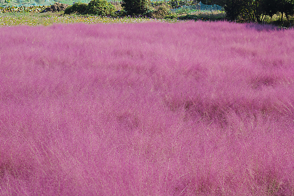 포토 JPG 주간 자연 사람없음 야외 가을풍경 가을 가득함 경기도 여러해살이풀 핑크뮬리 의왕 국내포토 자연요소 식물 계절 한국 풍경 풀_식물 생태계 파일형식 가을_계절