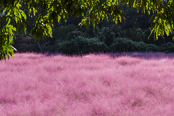 포토 JPG 주간 자연 나뭇잎 사람없음 야외 가을풍경 가을 가득함 경기도 여러해살이풀 핑크뮬리 의왕 국내포토 자연요소 식물 계절 잎 한국 풍경 풀_식물 생태계 파일형식 가을_계절