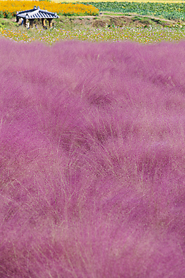 포토 JPG 주간 자연 사람없음 야외 가을풍경 가을 가득함 정자 경기도 여러해살이풀 핑크뮬리 의왕 국내포토 자연요소 식물 건축물 계절 한국 풍경 풀_식물 생태계 파일형식 가을_계절