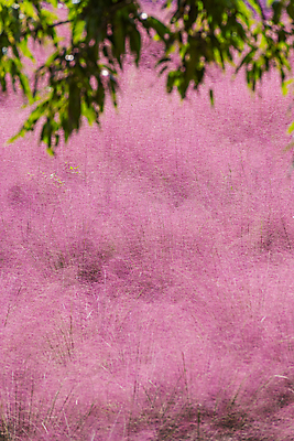 포토 JPG 주간 자연 나뭇잎 사람없음 야외 가을풍경 가을 소프트포커스 가득함 경기도 여러해살이풀 핑크뮬리 의왕 국내포토 자연요소 식물 계절 잎 한국 촬영기법 풍경 풀_식물 생태계 파일형식 가을_계절