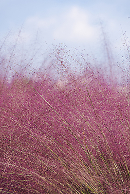 포토 JPG 주간 자연 하늘 사람없음 야외 가을풍경 가을 경기도 여러해살이풀 핑크뮬리 의왕 국내포토 자연요소 식물 계절 한국 풍경 풀_식물 생태계 파일형식 가을_계절
