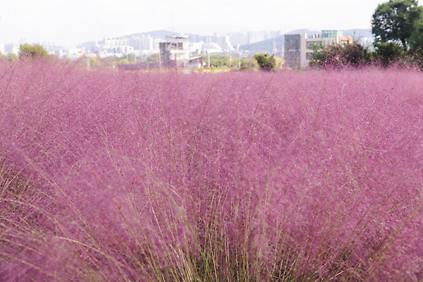 포토 JPG 주간 나무 자연 빌딩 사람없음 야외 건물 가을풍경 가을 도시 가득함 경기도 여러해살이풀 핑크뮬리 의왕 국내포토 자연요소 식물 건축물 계절 한국 풍경 풀_식물 생태계 파일형식 가을_계절