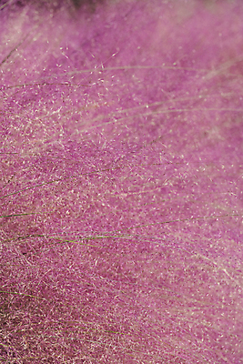 포토 JPG 주간 분홍색 자연 사람없음 야외 가을풍경 가을 가득함 경기도 여러해살이풀 핑크뮬리 의왕 국내포토 자연요소 식물 계절 컬러 한국 풍경 풀_식물 생태계 파일형식 가을_계절