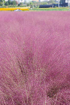 포토 JPG 주간 자연 사람없음 야외 아웃포커스 가을풍경 가을 가득함 경기도 여러해살이풀 핑크뮬리 의왕 국내포토 자연요소 식물 계절 한국 촬영기법 풍경 풀_식물 생태계 파일형식 가을_계절