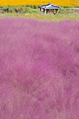 포토 JPG 주간 자연 사람없음 야외 가을풍경 가을 가득함 정자 경기도 여러해살이풀 핑크뮬리 의왕 국내포토 자연요소 식물 건축물 계절 한국 풍경 풀_식물 생태계 파일형식 가을_계절