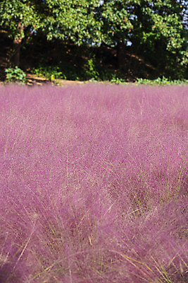 포토 JPG 주간 자연 나뭇잎 사람없음 야외 가을풍경 가을 가득함 경기도 여러해살이풀 핑크뮬리 의왕 국내포토 자연요소 식물 계절 잎 한국 풍경 풀_식물 생태계 파일형식 가을_계절
