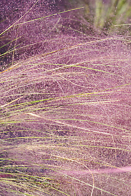 포토 JPG 주간 자연 사람없음 야외 가을풍경 가을 경기도 여러해살이풀 핑크뮬리 의왕 국내포토 자연요소 식물 계절 한국 풍경 풀_식물 생태계 파일형식 가을_계절