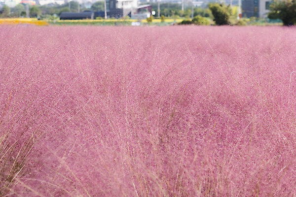 포토 JPG 주간 자연 사람없음 야외 가을풍경 가을 가득함 경기도 여러해살이풀 핑크뮬리 의왕 국내포토 자연요소 식물 계절 한국 풍경 풀_식물 생태계 파일형식 가을_계절