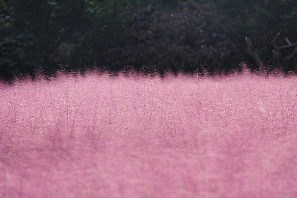포토 JPG 주간 자연 사람없음 야외 가을풍경 가을 가득함 경기도 여러해살이풀 핑크뮬리 의왕 국내포토 자연요소 식물 계절 한국 풍경 풀_식물 생태계 파일형식 가을_계절