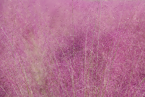 포토 JPG 주간 분홍색 자연 사람없음 야외 가을풍경 가을 가득함 경기도 여러해살이풀 핑크뮬리 의왕 국내포토 자연요소 식물 계절 컬러 한국 풍경 풀_식물 생태계 파일형식 가을_계절