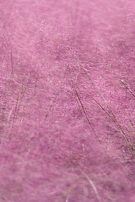 포토 JPG 주간 분홍색 자연 사람없음 야외 가을풍경 가을 가득함 경기도 여러해살이풀 핑크뮬리 의왕 국내포토 자연요소 식물 계절 컬러 한국 풍경 풀_식물 생태계 파일형식 가을_계절