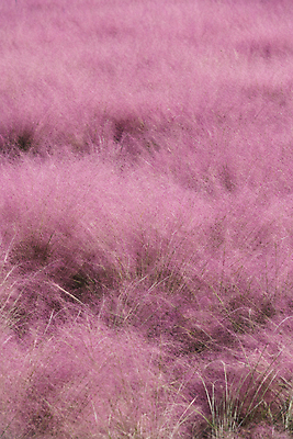 포토 JPG 주간 분홍색 자연 사람없음 야외 가을풍경 가을 가득함 경기도 여러해살이풀 핑크뮬리 의왕 국내포토 자연요소 식물 계절 컬러 한국 풍경 풀_식물 생태계 파일형식 가을_계절