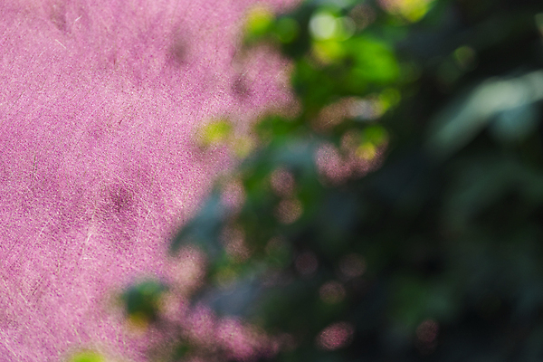 포토 JPG 주간 자연 나뭇잎 사람없음 야외 가을풍경 가을 소프트포커스 보케 경기도 여러해살이풀 핑크뮬리 의왕 국내포토 자연요소 식물 계절 잎 한국 촬영기법 풍경 풀_식물 생태계 파일형식 가을_계절