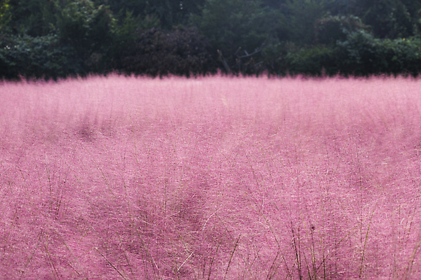포토 JPG 주간 자연 사람없음 야외 가을풍경 가을 가득함 경기도 여러해살이풀 핑크뮬리 의왕 국내포토 자연요소 식물 계절 한국 풍경 풀_식물 생태계 파일형식 가을_계절