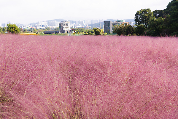 포토 JPG 주간 나무 자연 빌딩 사람없음 야외 건물 가을풍경 가을 도시 가득함 경기도 여러해살이풀 핑크뮬리 의왕 국내포토 자연요소 식물 건축물 계절 한국 풍경 풀_식물 생태계 파일형식 가을_계절
