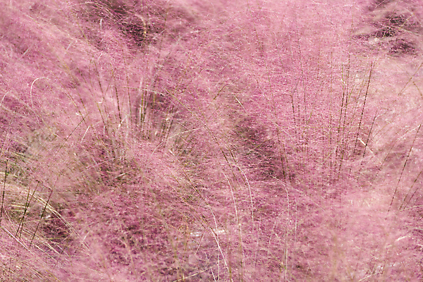 포토 JPG 주간 분홍색 자연 사람없음 야외 가을풍경 가을 가득함 경기도 여러해살이풀 핑크뮬리 의왕 국내포토 자연요소 식물 계절 컬러 한국 풍경 풀_식물 생태계 파일형식 가을_계절