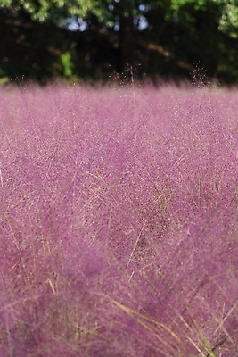 포토 JPG 주간 자연 사람없음 야외 아웃포커스 가을풍경 가을 가득함 경기도 여러해살이풀 핑크뮬리 의왕 국내포토 자연요소 식물 계절 한국 촬영기법 풍경 풀_식물 생태계 파일형식 가을_계절