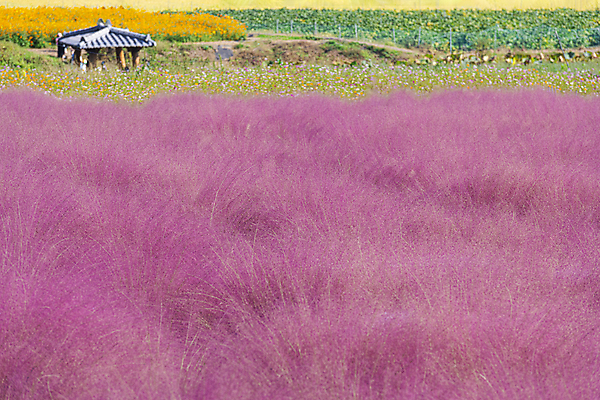 포토 JPG 주간 자연 사람없음 야외 가을풍경 가을 가득함 정자 경기도 여러해살이풀 핑크뮬리 의왕 국내포토 자연요소 식물 건축물 계절 한국 풍경 풀_식물 생태계 파일형식 가을_계절