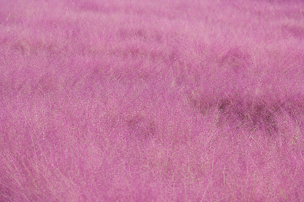 포토 JPG 주간 분홍색 자연 사람없음 야외 가을풍경 가을 가득함 경기도 여러해살이풀 핑크뮬리 의왕 국내포토 자연요소 식물 계절 컬러 한국 풍경 풀_식물 생태계 파일형식 가을_계절