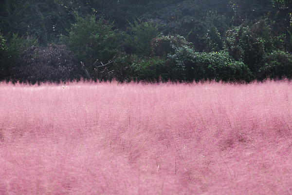 포토 JPG 주간 자연 사람없음 야외 가을풍경 가을 가득함 경기도 여러해살이풀 핑크뮬리 의왕 국내포토 자연요소 식물 계절 한국 풍경 풀_식물 생태계 파일형식 가을_계절