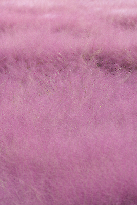 포토 JPG 주간 분홍색 자연 사람없음 야외 가을풍경 가을 가득함 경기도 여러해살이풀 핑크뮬리 의왕 국내포토 자연요소 식물 계절 컬러 한국 풍경 풀_식물 생태계 파일형식 가을_계절