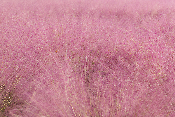 포토 JPG 주간 분홍색 자연 사람없음 야외 가을풍경 가을 가득함 경기도 여러해살이풀 핑크뮬리 의왕 국내포토 자연요소 식물 계절 컬러 한국 풍경 풀_식물 생태계 파일형식 가을_계절