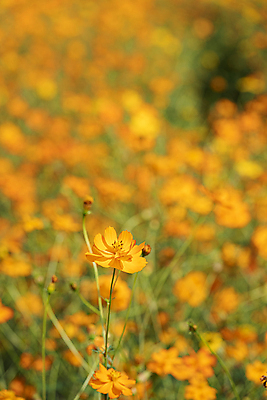 포토 JPG 주간 꽃밭 자연 사람없음 야외 아웃포커스 가을풍경 가을 가득함 꽃봉오리 경기도 황화코스모스 의왕 국내포토 자연요소 계절 꽃 한국 촬영기법 풍경 코스모스 생태계 파일형식 가을_계절