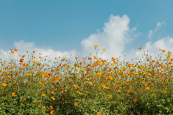 포토 JPG 주간 구름 로우앵글 꽃밭 자연 하늘 사람없음 야외 가을풍경 가을 경기도 황화코스모스 의왕 국내포토 자연요소 계절 꽃 뷰포인트 한국 풍경 코스모스 생태계 파일형식 가을_계절