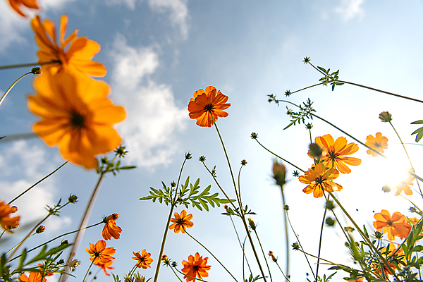포토 JPG 주간 구름 로우앵글 꽃밭 자연 하늘 사람없음 야외 햇빛 가을풍경 가을 경기도 황화코스모스 의왕 국내포토 자연요소 계절 꽃 뷰포인트 한국 풍경 태양 코스모스 생태계 파일형식 가을_계절