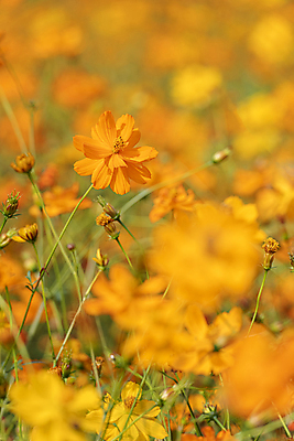 포토 JPG 주간 꽃밭 자연 사람없음 야외 아웃포커스 가을풍경 가을 소프트포커스 꽃봉오리 경기도 만개 황화코스모스 의왕 국내포토 자연요소 계절 꽃 한국 촬영기법 풍경 코스모스 생태계 파일형식 가을_계절