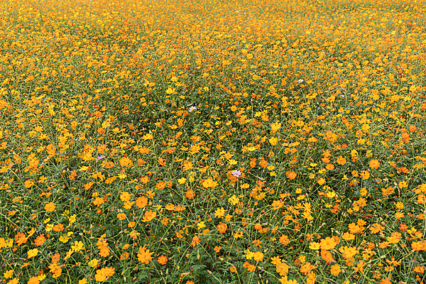 포토 JPG 주간 꽃밭 자연 사람없음 야외 가을풍경 가을 경기도 황화코스모스 의왕 국내포토 자연요소 계절 꽃 한국 풍경 코스모스 생태계 파일형식 가을_계절