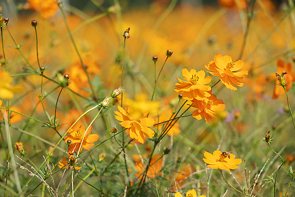 포토 JPG 주간 꽃밭 자연 사람없음 야외 아웃포커스 가을풍경 가을 꽃봉오리 경기도 만개 황화코스모스 의왕 국내포토 자연요소 계절 꽃 한국 촬영기법 풍경 코스모스 생태계 파일형식 가을_계절