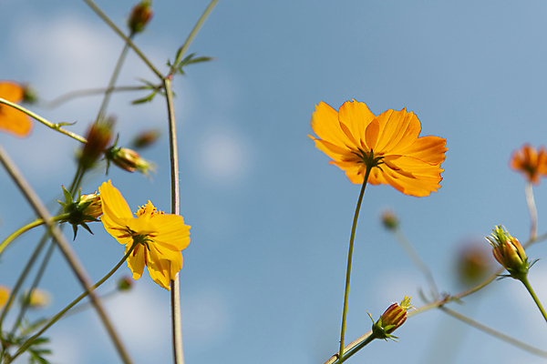 포토 JPG 주간 로우앵글 자연 하늘 사람없음 야외 아웃포커스 가을풍경 가을 소프트포커스 꽃봉오리 경기도 황화코스모스 의왕 국내포토 자연요소 계절 꽃 뷰포인트 한국 촬영기법 풍경 코스모스 생태계 파일형식 가을_계절