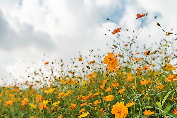 포토 JPG 주간 구름 로우앵글 꽃밭 자연 하늘 사람없음 야외 가을풍경 가을 경기도 황화코스모스 의왕 국내포토 자연요소 계절 꽃 뷰포인트 한국 풍경 코스모스 생태계 파일형식 가을_계절