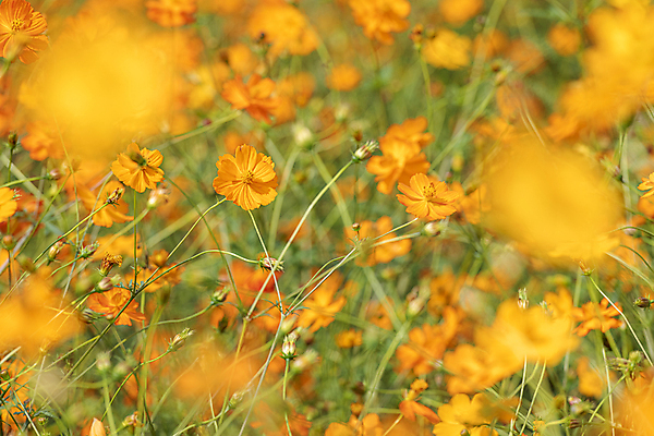 포토 JPG 주간 꽃밭 자연 사람없음 야외 아웃포커스 가을풍경 가을 소프트포커스 꽃봉오리 경기도 황화코스모스 의왕 국내포토 자연요소 계절 꽃 한국 촬영기법 풍경 코스모스 생태계 파일형식 가을_계절