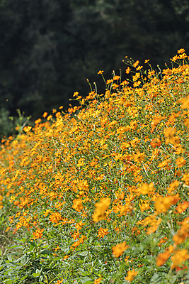 포토 JPG 주간 꽃밭 자연 사람없음 야외 가을풍경 가을 경기도 황화코스모스 의왕 국내포토 자연요소 계절 꽃 한국 풍경 코스모스 생태계 파일형식 가을_계절