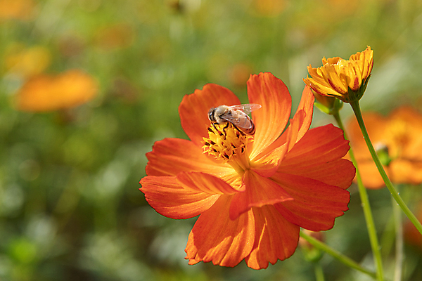 포토 JPG 주간 한마리 자연 사람없음 야외 아웃포커스 가을풍경 가을 벌 경기도 꿀채취 황화코스모스 의왕 국내포토 자연요소 1 계절 곤충 한국 촬영기법 풍경 수집 코스모스 생태계 파일형식 가을_계절
