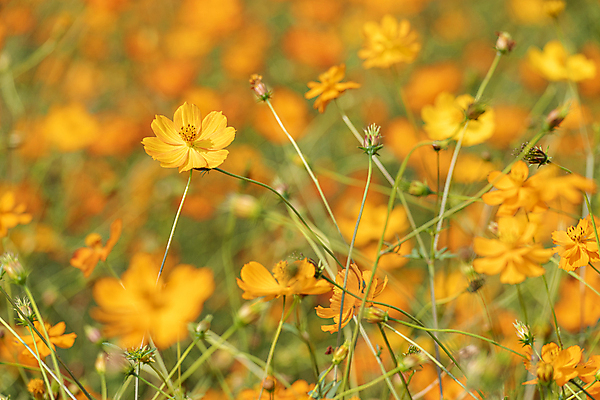 포토 JPG 주간 꽃밭 자연 사람없음 야외 아웃포커스 가을풍경 가을 꽃봉오리 경기도 황화코스모스 의왕 국내포토 자연요소 계절 꽃 한국 촬영기법 풍경 코스모스 생태계 파일형식 가을_계절