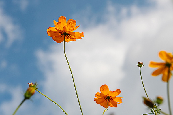 포토 JPG 주간 구름 로우앵글 자연 하늘 사람없음 야외 가을풍경 가을 소프트포커스 꽃봉오리 경기도 황화코스모스 의왕 국내포토 자연요소 계절 꽃 뷰포인트 한국 촬영기법 풍경 코스모스 생태계 파일형식 가을_계절