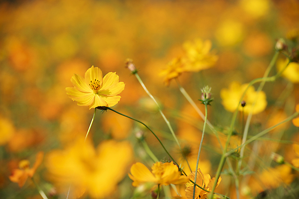 포토 JPG 주간 꽃밭 자연 사람없음 야외 아웃포커스 가을풍경 가을 소프트포커스 꽃봉오리 경기도 황화코스모스 의왕 국내포토 자연요소 계절 꽃 한국 촬영기법 풍경 코스모스 생태계 파일형식 가을_계절