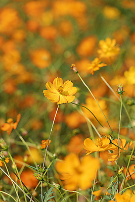 포토 JPG 주간 꽃밭 자연 사람없음 야외 아웃포커스 가을풍경 가을 소프트포커스 꽃봉오리 경기도 황화코스모스 의왕 국내포토 자연요소 계절 꽃 한국 촬영기법 풍경 코스모스 생태계 파일형식 가을_계절
