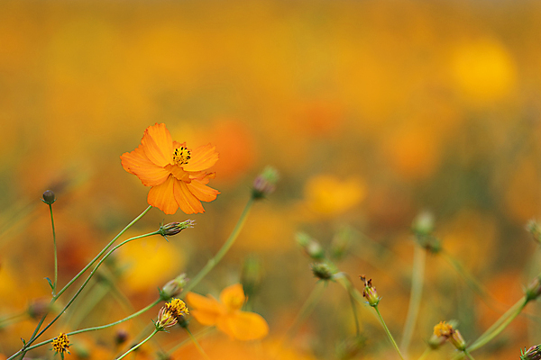 포토 JPG 주간 꽃밭 자연 사람없음 야외 아웃포커스 가을풍경 가을 꽃봉오리 경기도 황화코스모스 의왕 국내포토 자연요소 계절 꽃 한국 촬영기법 풍경 코스모스 생태계 파일형식 가을_계절