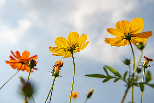 포토 JPG 주간 구름 로우앵글 자연 하늘 사람없음 야외 가을풍경 가을 소프트포커스 꽃봉오리 경기도 황화코스모스 의왕 국내포토 자연요소 계절 꽃 뷰포인트 한국 촬영기법 풍경 코스모스 생태계 파일형식 가을_계절