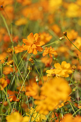 포토 JPG 주간 꽃밭 자연 사람없음 야외 아웃포커스 가을풍경 가을 소프트포커스 꽃봉오리 경기도 황화코스모스 의왕 국내포토 자연요소 계절 꽃 한국 촬영기법 풍경 코스모스 생태계 파일형식 가을_계절