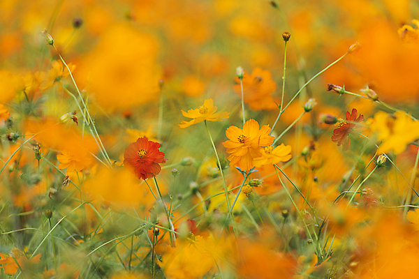 포토 JPG 주간 꽃밭 자연 사람없음 야외 아웃포커스 가을풍경 가을 소프트포커스 경기도 황화코스모스 의왕 국내포토 자연요소 계절 꽃 한국 촬영기법 풍경 코스모스 생태계 파일형식 가을_계절
