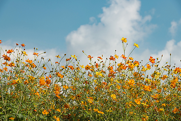 포토 JPG 주간 구름 로우앵글 꽃밭 자연 하늘 사람없음 야외 가을풍경 가을 경기도 황화코스모스 의왕 국내포토 자연요소 계절 꽃 뷰포인트 한국 풍경 코스모스 생태계 파일형식 가을_계절
