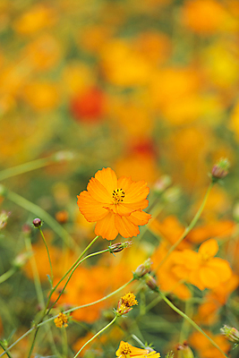 포토 JPG 주간 꽃밭 자연 사람없음 야외 아웃포커스 가을풍경 가을 꽃봉오리 경기도 황화코스모스 의왕 국내포토 자연요소 계절 꽃 한국 촬영기법 풍경 코스모스 생태계 파일형식 가을_계절