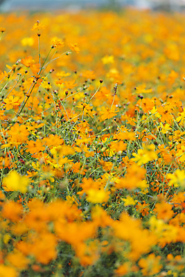 포토 JPG 주간 꽃밭 자연 사람없음 야외 아웃포커스 가을풍경 가을 소프트포커스 경기도 황화코스모스 의왕 국내포토 자연요소 계절 꽃 한국 촬영기법 풍경 코스모스 생태계 파일형식 가을_계절