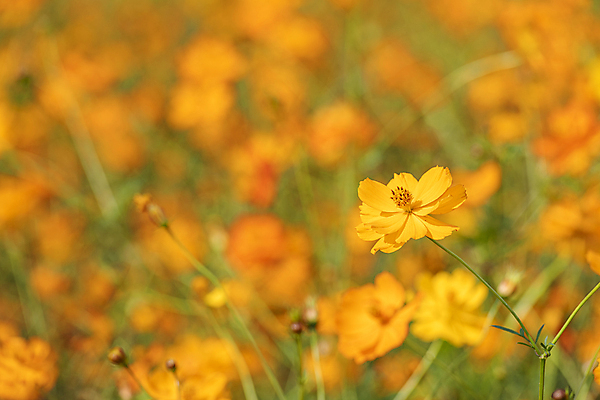 포토 JPG 주간 꽃밭 자연 사람없음 야외 아웃포커스 가을풍경 가을 경기도 황화코스모스 의왕 국내포토 자연요소 계절 꽃 한국 촬영기법 풍경 코스모스 생태계 파일형식 가을_계절