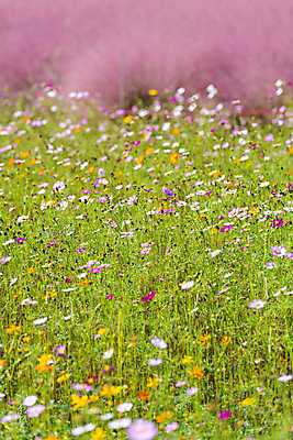 포토 JPG 주간 꽃밭 자연 사람없음 야외 가을풍경 가을 코스모스 경기도 핑크뮬리 의왕 국내포토 자연요소 식물 계절 꽃 한국 풍경 생태계 파일형식 가을_계절
